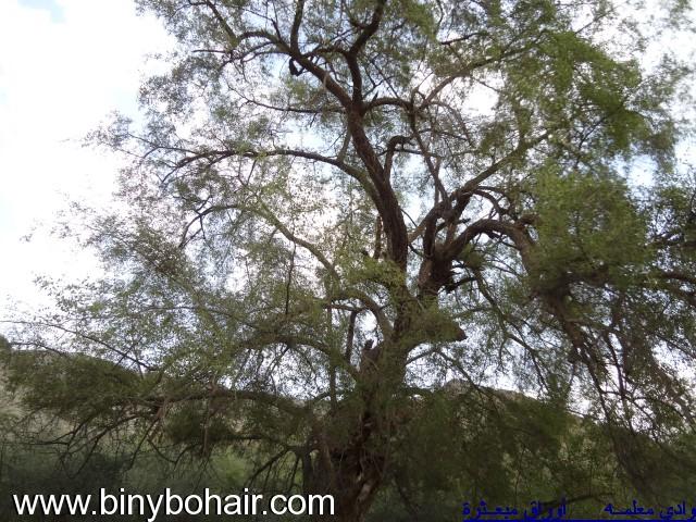نقره لعرض الصورة في صفحة مستقلة