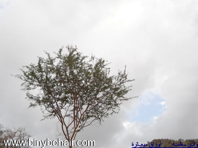 نقره لعرض الصورة في صفحة مستقلة